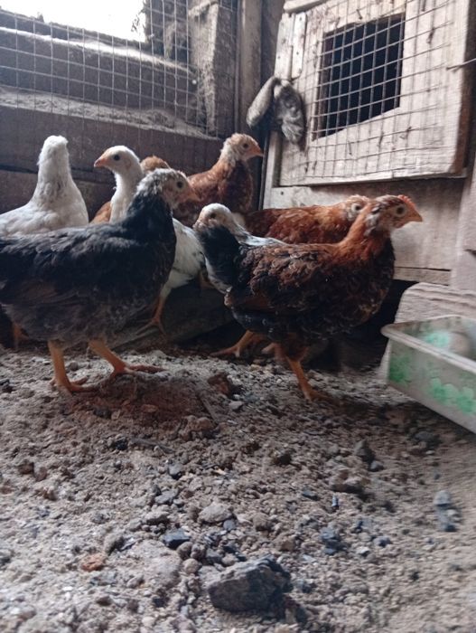 Продам цыплят 2 мес.