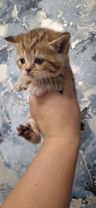 Скоттиш страйт котята
