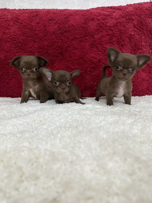 Супер детки чихуахуа