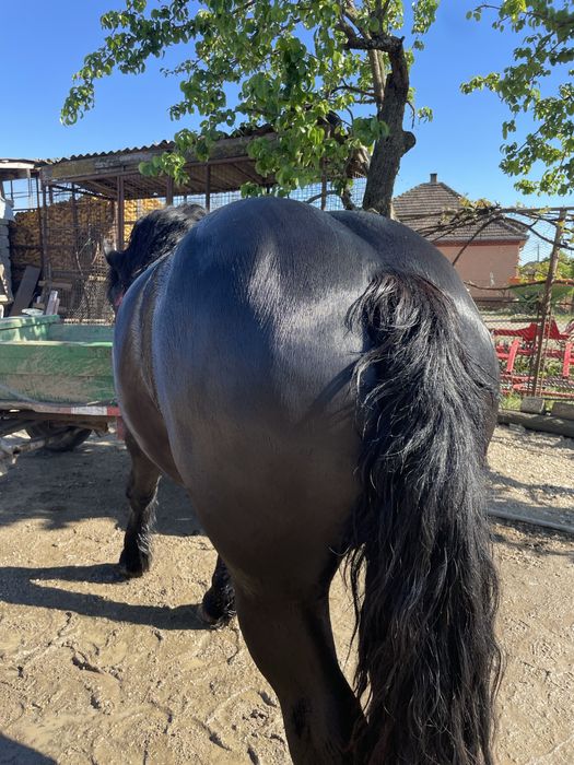 Manz negru de vanzare