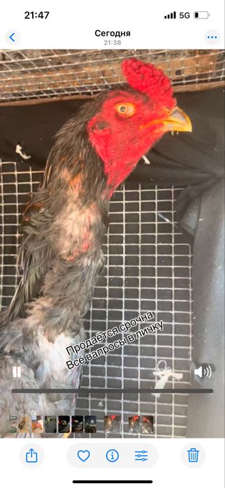 Бойтсовые дакан петушок