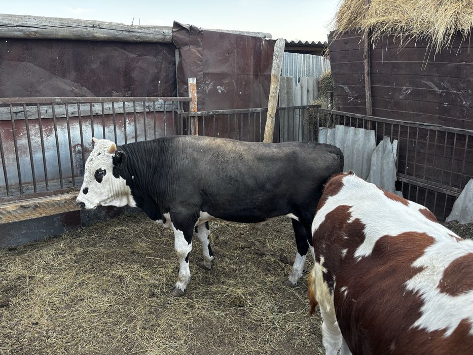 Продам 4 бычка Белес