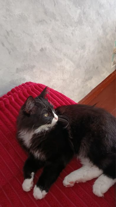 Отдадим в хорошие руки котика