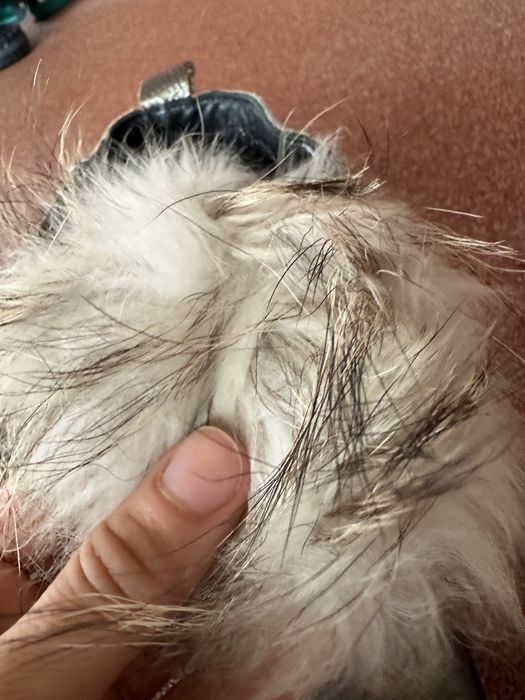 Дамски ботуши естествена кожа 37 номер