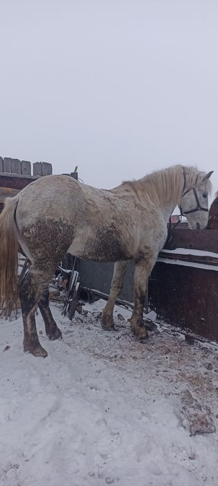 Аигыр 10 жасар уирде журген