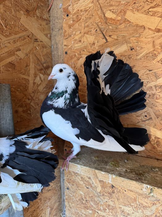 Porumbei de ornament