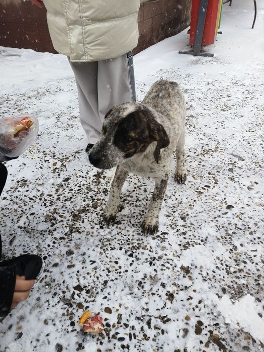 Добрый щенок отдается даром