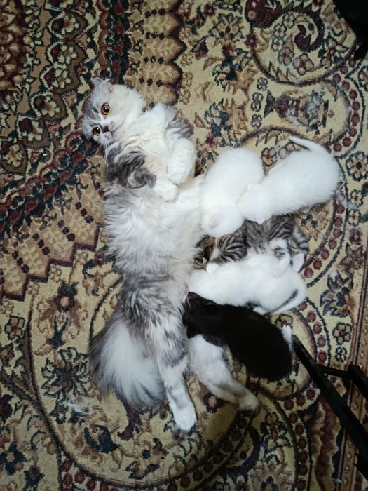 Продаются белоснежные котята Скотиш Фолд