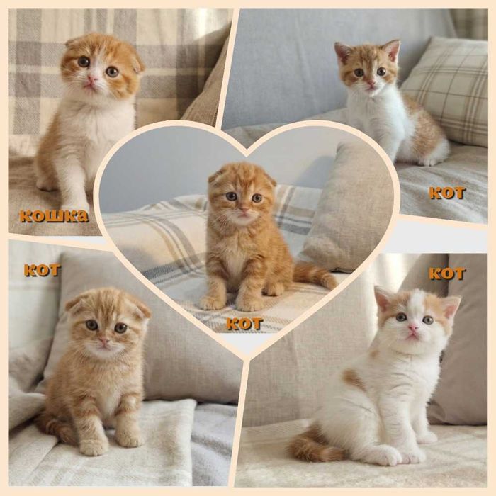 Шотландские котята из питомника — выберите своего идеального малыша