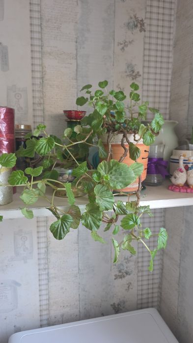 Продам цветы. Самовывоз