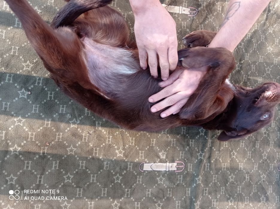 Лабрадор девочка