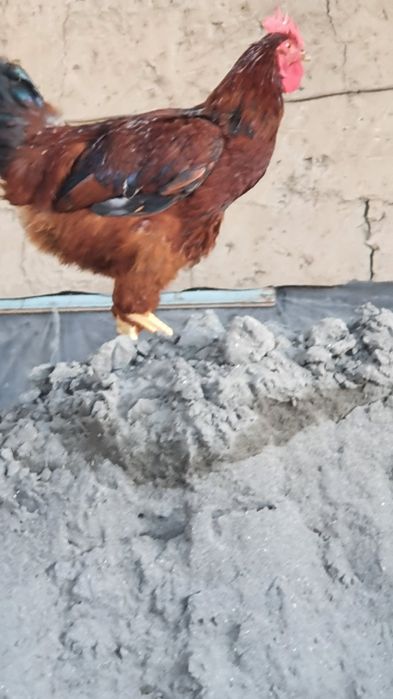 хурозлаар сотилади