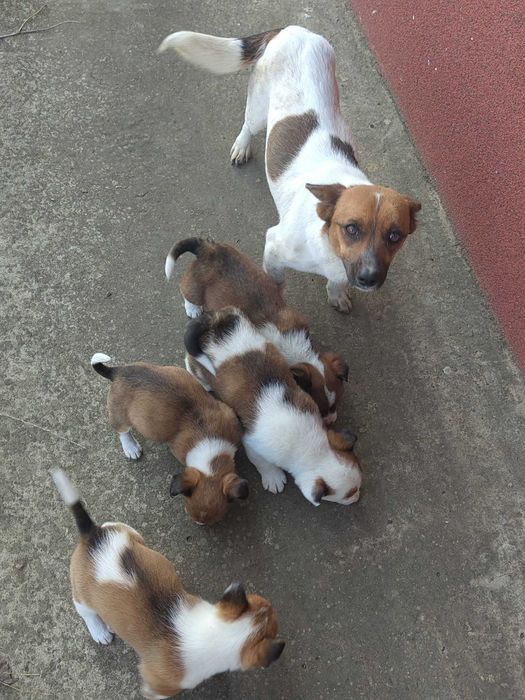 Catei 1 luna talie mica