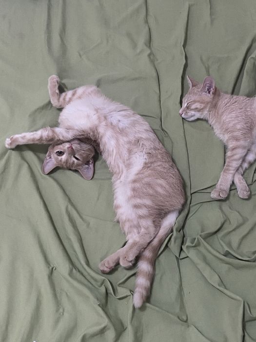 рыжие котята подростки