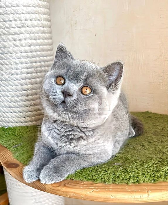 British shorthair blue