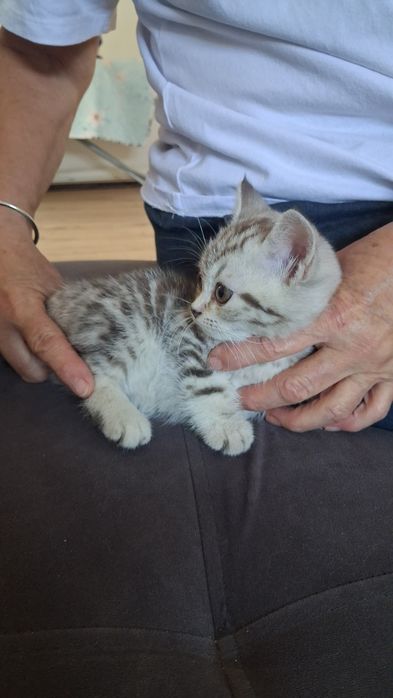 Продам котёнка скоттиш страйт.