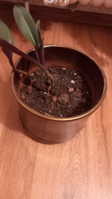 Продам комнатные цветы