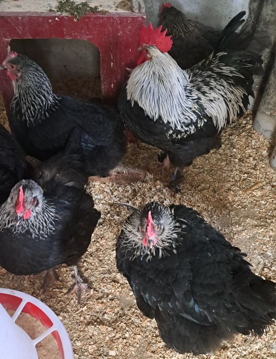 Ouă Marans NCA/BCA