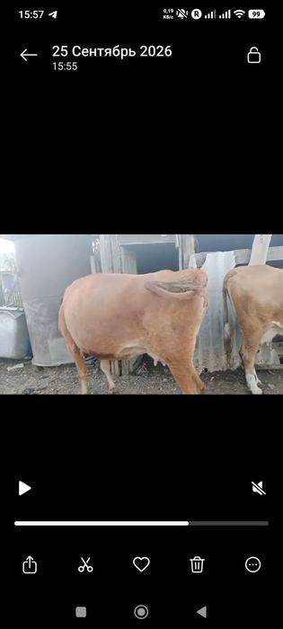 Продам коров дойные