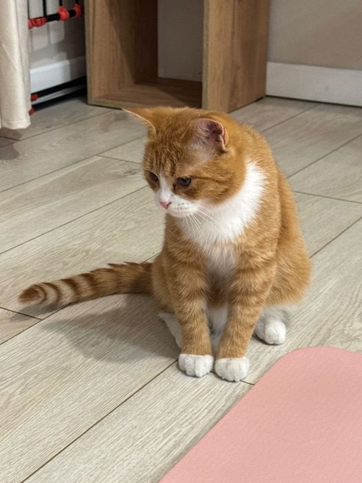 Отдам в хорошие руки кота