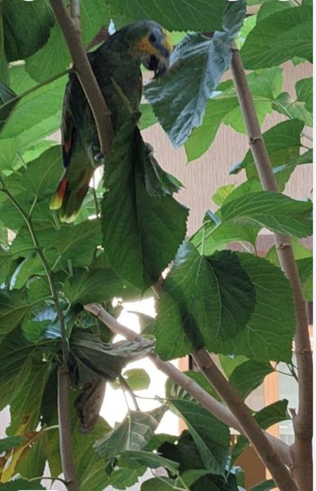 Попугай венесуэла амазони сотилади.