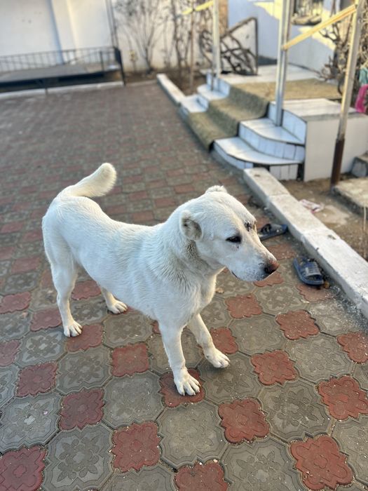 Таза тобет ит сатылады