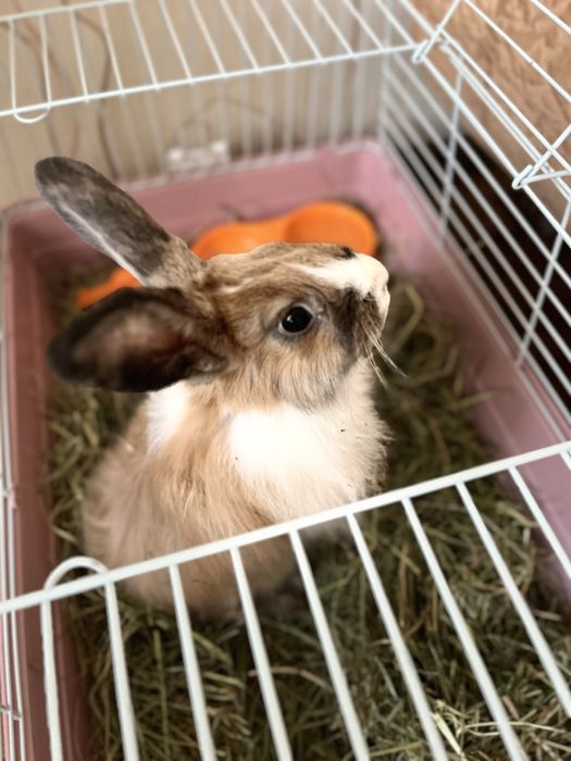 Продам декоративных кроликов