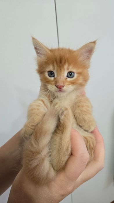 Продаю котят Мейн куна