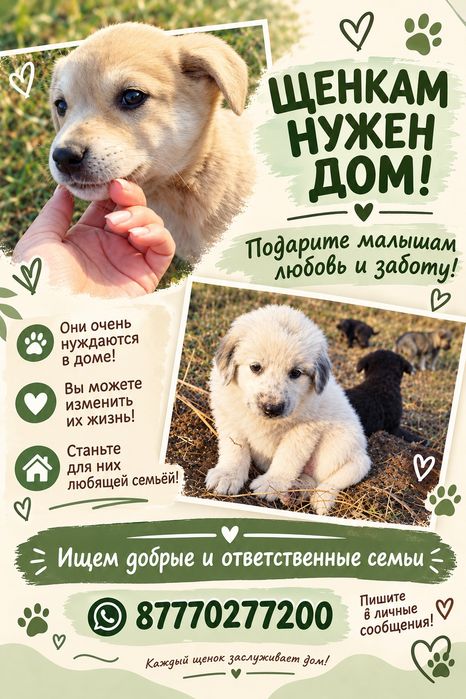 Очаровательные щенки