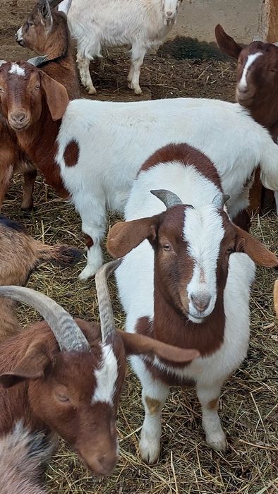 Capre,iezi,țapi rasă pura și metiși,boier,alpin,anglonubian