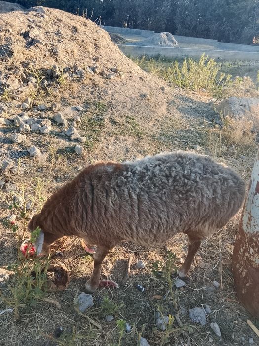 Бараны, Қойлар бар