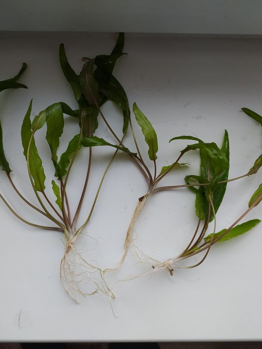 Криптокорина аквариумное растение