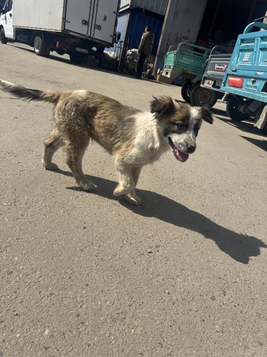 Отдам щенка в добрые руки