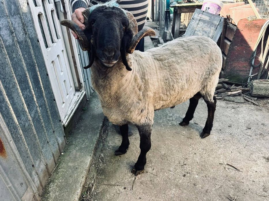 Berbec carabaș de vânzare