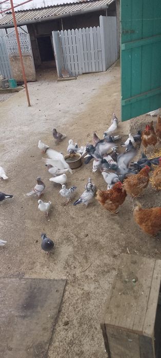 Porumbei de vânzare