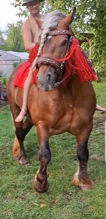 Armasar de calitate, posibil monta 4 ani in luna mai