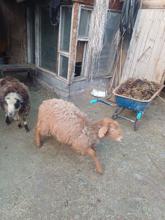 Продам тохтушек , баран