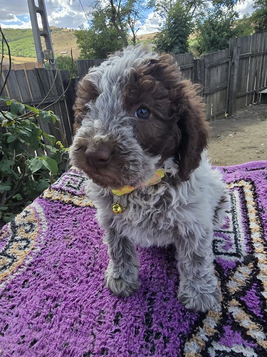 Femelă Lagotto Romagnolo – Rasă pură, 1 lună și jumătate