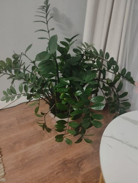 Продам долларовое дерево, замиокулькус