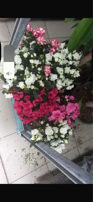 Орзидеии,Дендробиумы,Азалии