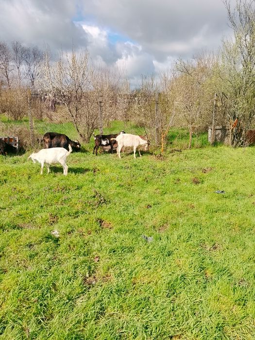 Vind 13 capre mulgatoare