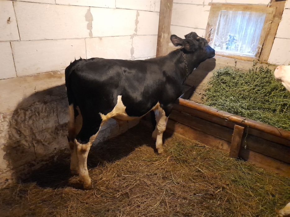 Vind doi taurasi 180 200 kg unul belgian si unul baltat pe negru