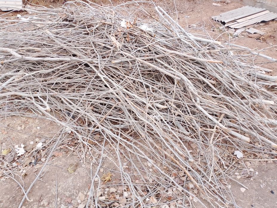 Terak o'tini sotiladi Продажа дров из тополя Qashqadaryo Yakkabogʻ