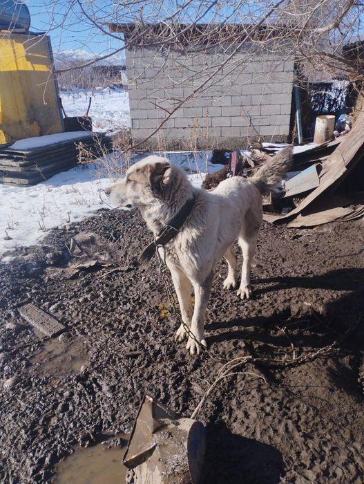 Продам алабай девочка  2 года