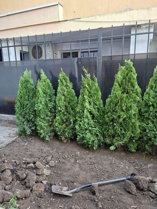 Amenajări grădini de la A la Z gazon si plante ornamentale