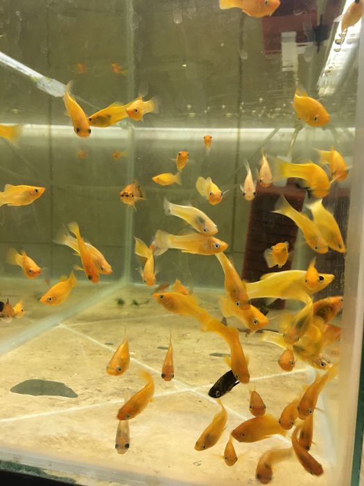 Pesti exotici de acvariu , gupy , xipho , molly, platy etc