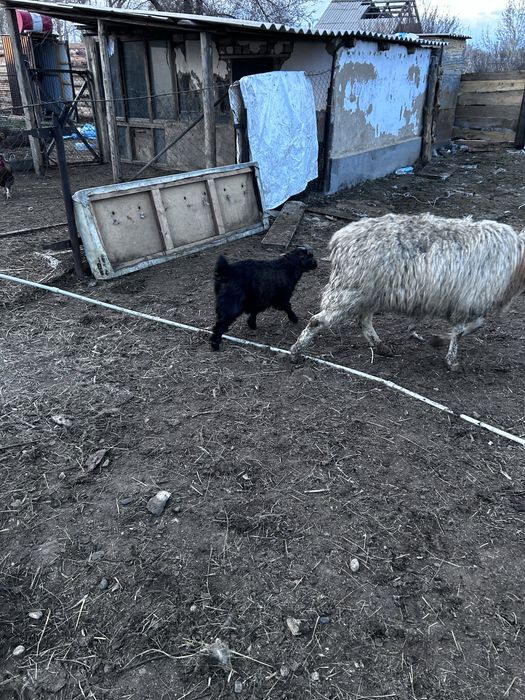 Продам коз,Ешки сатылад