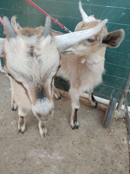 Продаю козлят альпийский парода 2 месяца