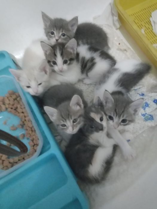 котята бесплатно