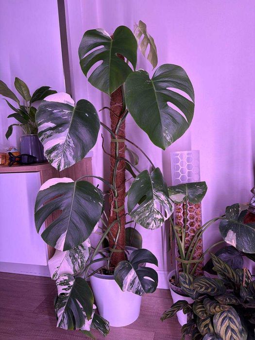 черенки Монстеры Альба